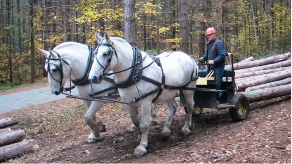 Оборудование для заготовки древесины с использованием лошадей